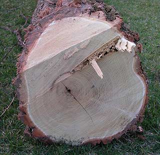 locust23.jpg