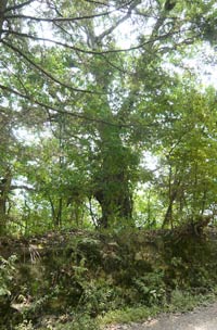 oak on hilltop by road